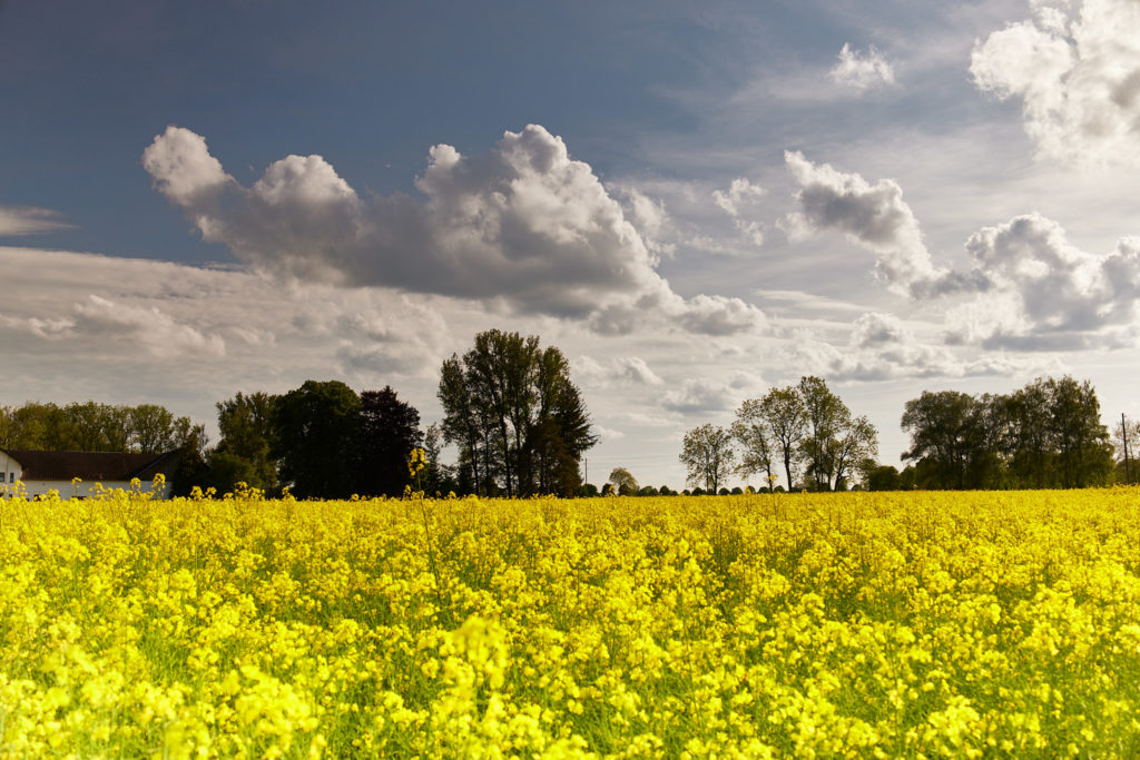 Raps mit Wolken