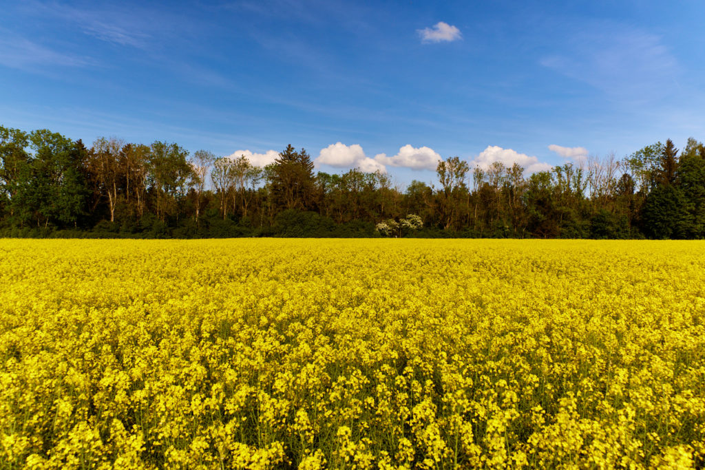 Rapsfeld und blauer Himmel